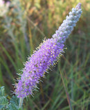 Dalea villosa | Silky Prairie Clover | 50_Seeds