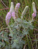 Dalea villosa | Silky Prairie Clover | 50_Seeds