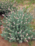 Dalea villosa | Silky Prairie Clover | 50_Seeds