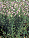 Dalea villosa | Silky Prairie Clover | 50_Seeds