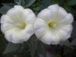 Datura inoxia | 10_Seeds