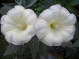 Datura inoxia | 10_Seeds