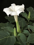 Datura inoxia | 10_Seeds