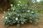 Datura inoxia | 10_Seeds