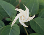 Datura inoxia | 10_Seeds
