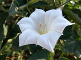 Datura inoxia | 10_Seeds