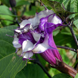 Datura metel Purple Queen Double | 10_Seeds