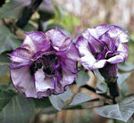Datura metel Purple Queen Double | 10_Seeds
