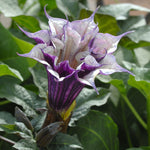 Datura metel Purple Queen Double | 10_Seeds