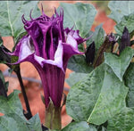 Datura metel Purple Queen Double | 10_Seeds