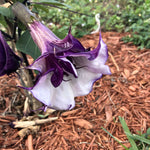 Datura metel Purple Queen Double | 10_Seeds