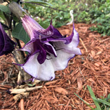 Datura metel Purple Queen Double | 10_Seeds