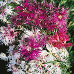 Dianthus Superbus Spooky Mix | Superb Pink | 200_Seeds