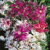 Dianthus Superbus Spooky Mix | Superb Pink | 200_Seeds