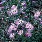 Dianthus Superbus Spooky Mix | Superb Pink | 200_Seeds