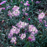 Dianthus Superbus Spooky Mix | Superb Pink | 200_Seeds