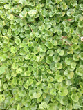 Dichondra micrantha | Asian Ponysfoot | Lawn Leaf | 100_Seeds