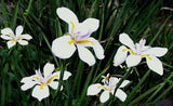 Dietes iridioides | Cape Iris | 20_Seeds