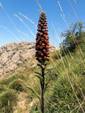 Digitalis parviflora | Foxglove | 20_Seeds