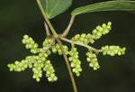 Dioscorea oppositifolia | Chinese Wild Yam | Cinnamon Vine | 20_Seeds