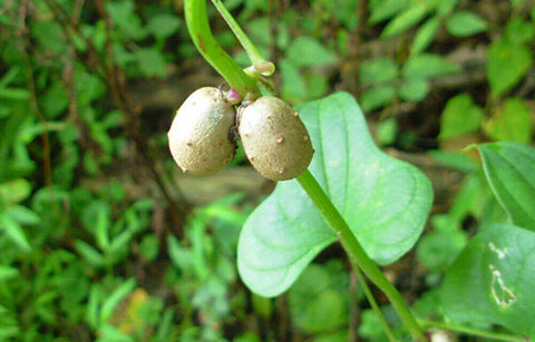 cinnamon yam plant Dioscorea oppositifolia | Chinese Wild Yam | Cinnamon Vine