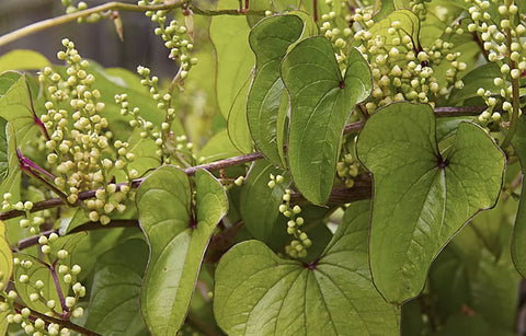 cinnamon vine plant Dioscorea oppositifolia | Chinese Wild Yam | Cinnamon Vine