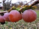 Diospyros lotus | Caucasian Lilac Persimmon | Date Plum | 5_Seeds