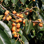 Diospyros lotus | Caucasian Lilac Persimmon | Date Plum | 5_Seeds