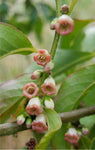Diospyros lotus | Caucasian Lilac Persimmon | Date Plum | 5_Seeds