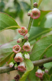 Diospyros lotus | Caucasian Lilac Persimmon | Date Plum | 5_Seeds