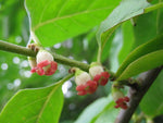 Diospyros lotus | Caucasian Lilac Persimmon | Date Plum | 5_Seeds