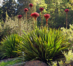 Doryanthes excelsa | Giant Flame Lily | 10_Seeds