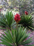 Doryanthes excelsa | Giant Flame Lily | 10_Seeds