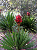 Doryanthes excelsa | Giant Flame Lily | 10_Seeds