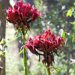 Doryanthes excelsa | Giant Flame Lily | 10_Seeds