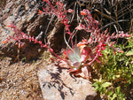 Dudleya pulverulenta | Chalk Lettuce | Live Forever | 1000_Seeds