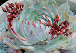 Dudleya pulverulenta | Chalk Lettuce | Live Forever | 1000_Seeds