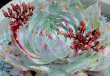 Dudleya pulverulenta | Chalk Lettuce | Live Forever | 1000_Seeds