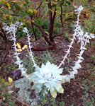 Dudleya pulverulenta | Chalk Lettuce | Live Forever | 1000_Seeds