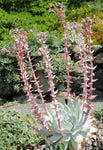 Dudleya pulverulenta | Chalk Lettuce | Live Forever | 1000_Seeds