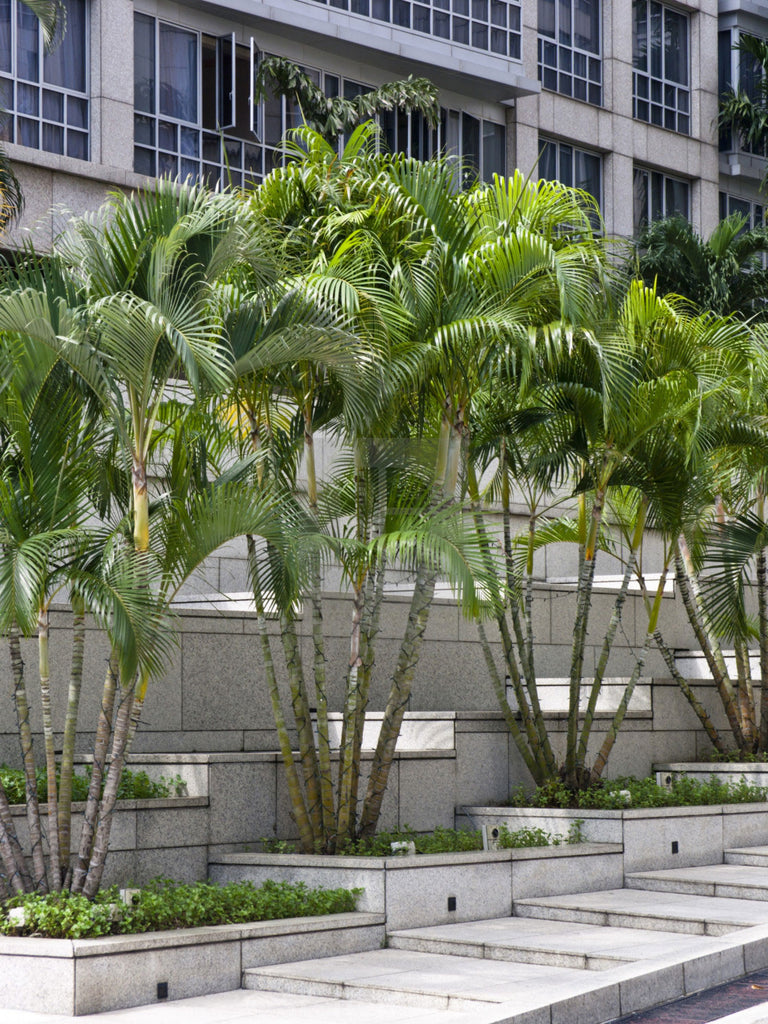 dypsis lutescens areca palm Dypsis lutescens | Areca & Butterfly & Golden Cane & Madagascar Palm