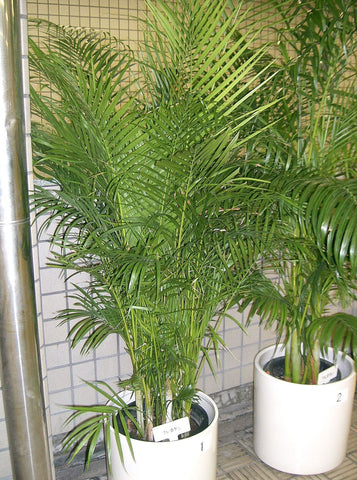 madagascar areca palm Dypsis lutescens | Areca & Butterfly & Golden Cane & Madagascar Palm