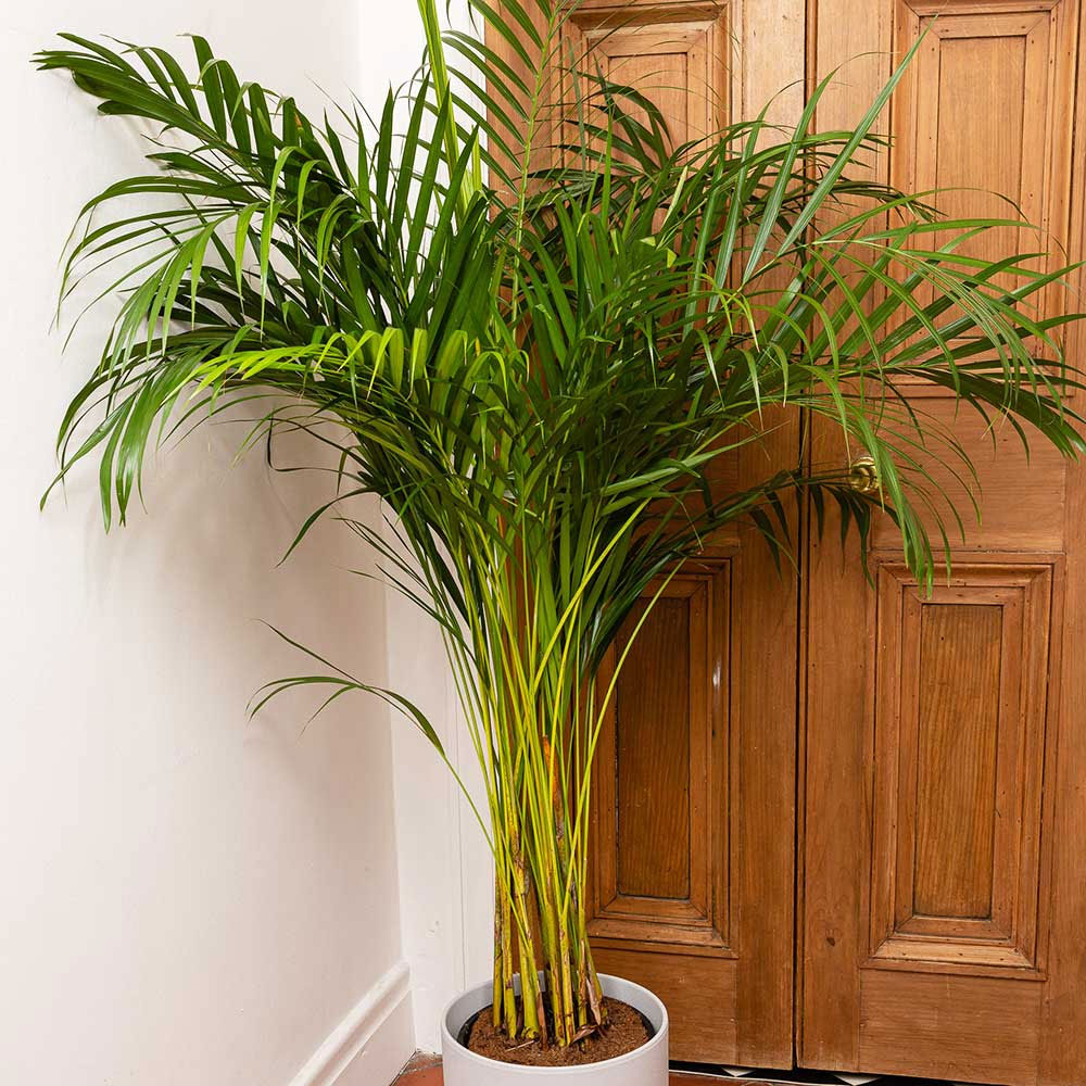 adagascan areca palm Dypsis lutescens | Areca & Butterfly & Golden Cane & Madagascar Palm