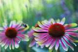 Echinacea purpurea Green Twister | 10_Seeds