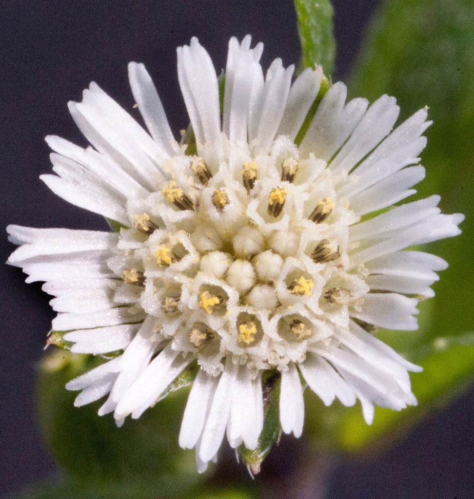 false daisy plant seeds Eclipta prostrata | False Daisy | Yerba de Tago | Bhringraj