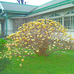 Edgeworthia chrysantha | Oriental Paperbush | Mitsumata | 50_Seeds