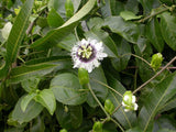 Passiflora edulis Red Flamenco | 5_Seeds