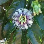Passiflora edulis Red Flamenco | 5_Seeds