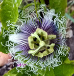 Passiflora edulis Red Flamenco | 5_Seeds