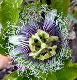 Passiflora edulis Red Flamenco | 5_Seeds